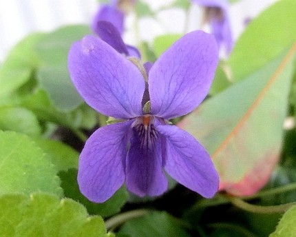 ファルコン植物記（１０８９）香...