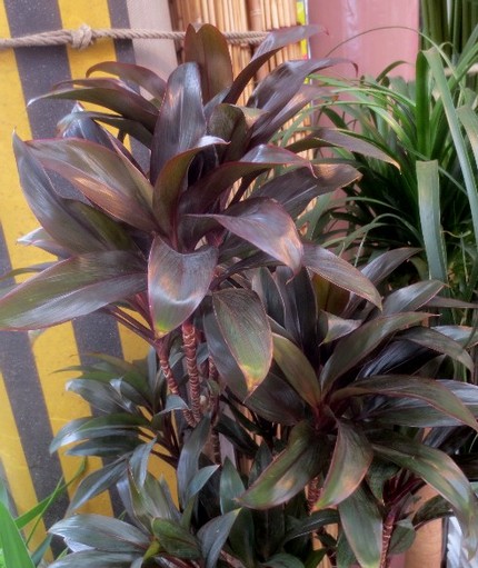 ファルコン植物記（１０９１）暗...