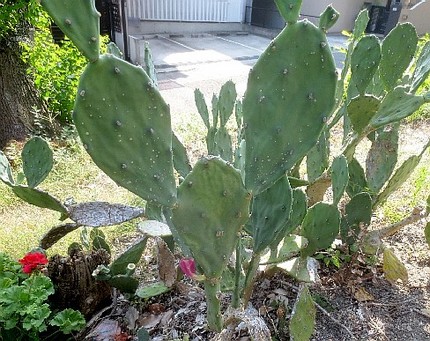ファルコン植物記（１０９５）団...
