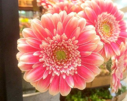 ファルコン植物記（１１０３）二...