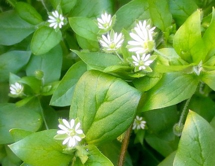 ファルコン植物記（１１０６）白...