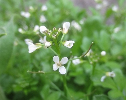 ファルコン植物記（１１０７）白...