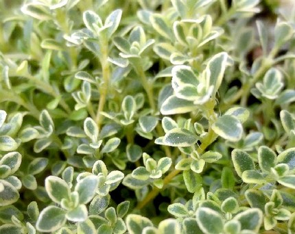ファルコン植物記（１１１３）斑...