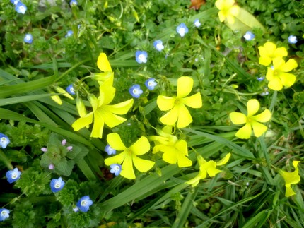 ファルコン植物記（１１０１）【...