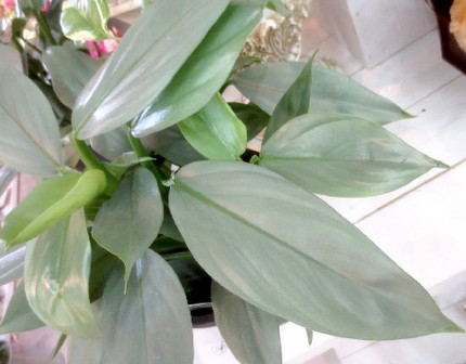 ファルコン植物記（１１４０）銀...