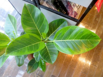 ファルコン植物記（１１２４）斑...