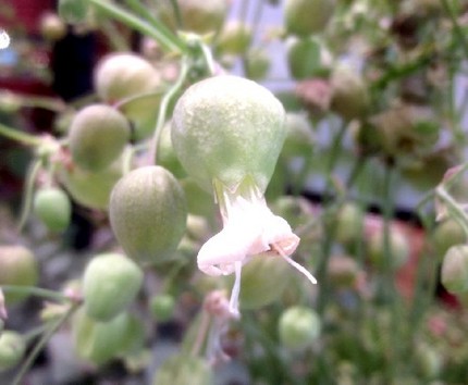 ファルコン植物記（１１４７）白...