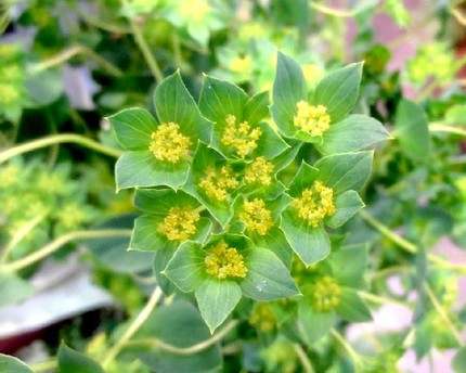 ファルコン植物記（１１３５）黄...