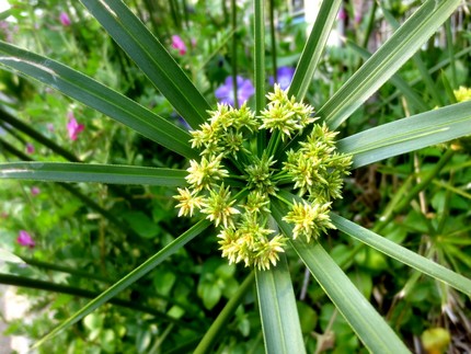 ファルコン植物記（１１４６）傘...