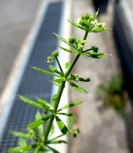 ファルコン植物記（１１３７）白...