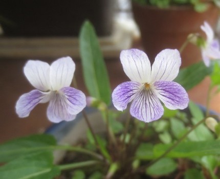 ファルコン植物記（１１２６）花...