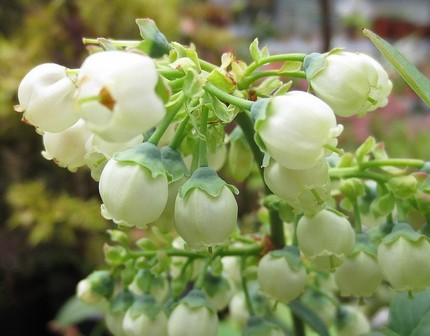 ファルコン植物記（１１４２）白...