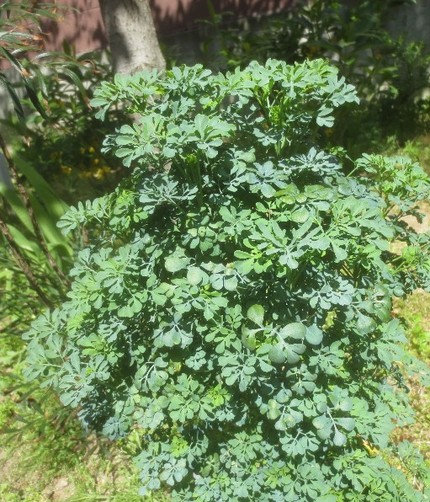 ファルコン植物記（１１５０）英...