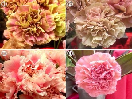 ファルコン植物記（１１４９）母...