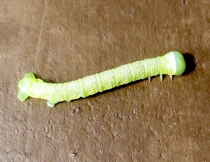 ファルコン昆虫記（４２５）淡黄...