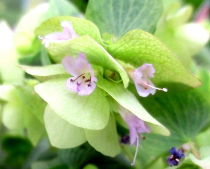 ファルコン植物記（１１５８）鑑...