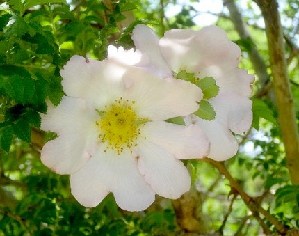 ファルコン植物記（１１６０）日...