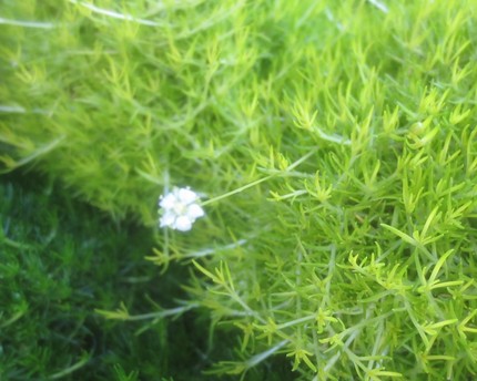 ファルコン植物記（１１７５）白...