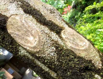 ファルコン植物記（１１７７）枝...