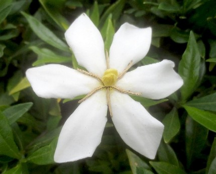 ファルコン植物記（１１８９）白...
