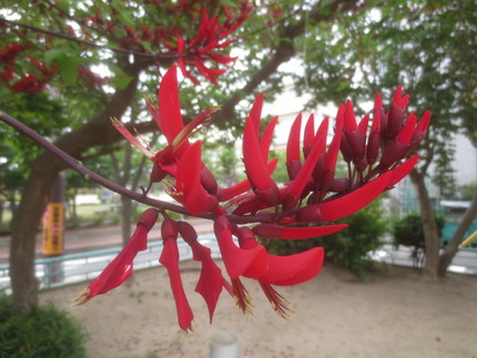 ファルコン植物記（１１８８）濃...