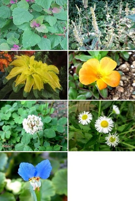 ファルコン植物記（１１９１）こ...