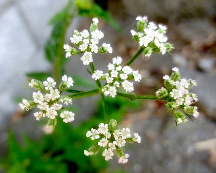 ファルコン植物記（１２００）白...