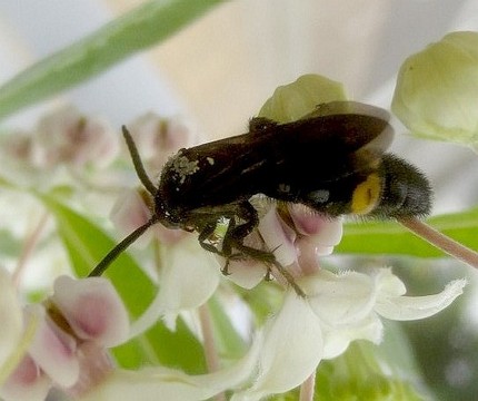 ファルコン昆虫記（４６６）風船...