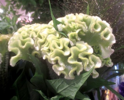 ファルコン植物記（１２０６）淡...