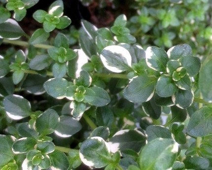 ファルコン植物記（１２１０）白...