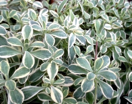 ファルコン植物記（１２１５）斑...