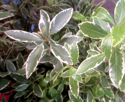 ファルコン植物記（１２１７）斑...