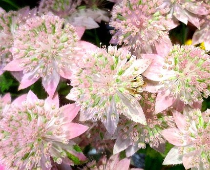 ファルコン植物記（１２２３）淡...