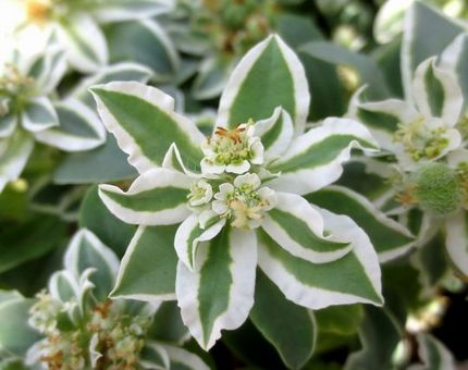 ファルコン植物記（１２２６）黄...