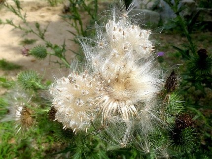 ファルコン植物記（１２２７）大...