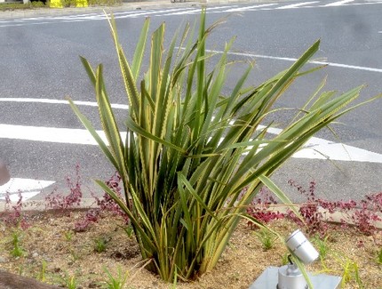 ファルコン植物記（１２２８）細...