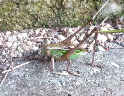 ファルコン昆虫記（４９３）棲み...