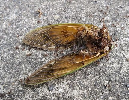 ファルコン昆虫記（４９５）【ア...