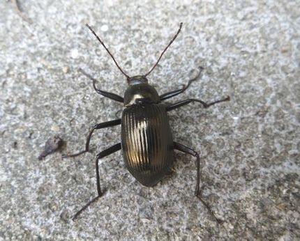 ファルコン昆虫記（４９６）同定...