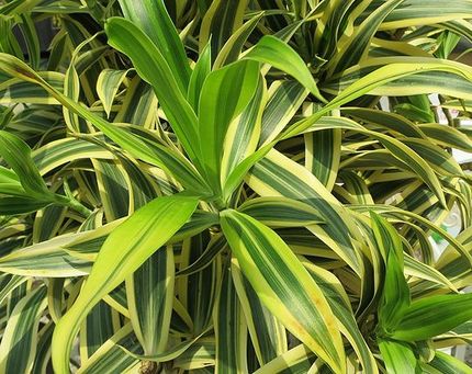 ファルコン植物記（１２４１）斑...