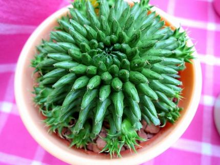 ファルコン植物記（１２５０）子...