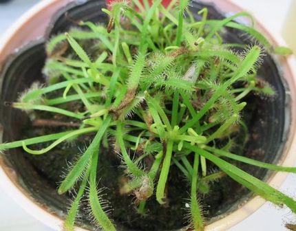 ファルコン植物記（１２５３）食...