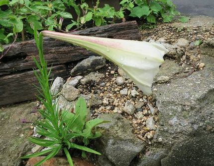ファルコン植物記（１２５８）細...