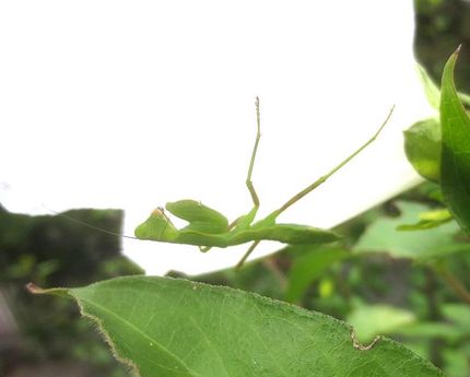 ファルコン昆虫記（５０７）白い...