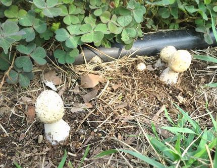 ＜キノコ＞（２１）＠湊川公園...