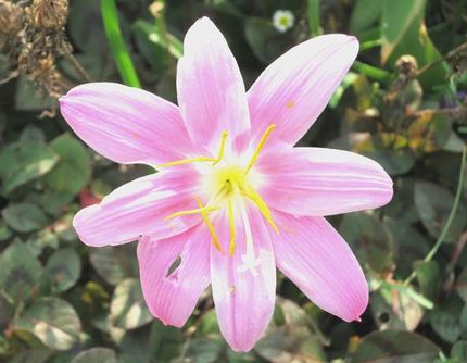 ファルコン植物記（１２６６）突...