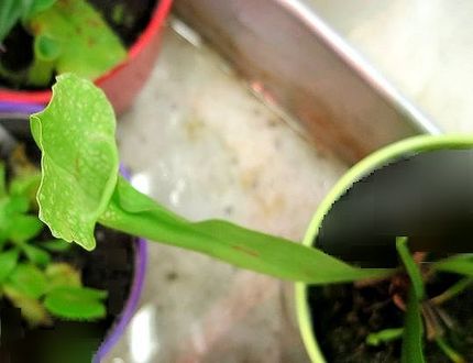 ファルコン植物記（１２６５）食...