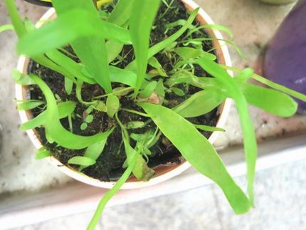 ファルコン植物記（１２６８）食...