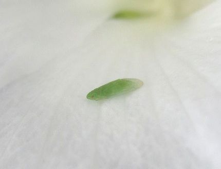 ファルコン昆虫記（５１０）同定...