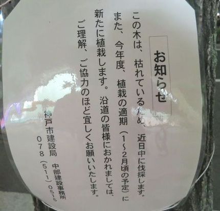 ＜伐採のお知らせ＞＠兵庫区水木...